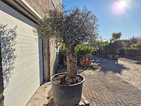Olijfboom bonsai - olea europaea - 50 jaar oud - hoogte ca. 250 cm - afbeelding 6 van  6