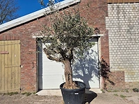 Olijfboom bonsai - olea europaea - 50 jaar oud - hoogte ca. 280 cm - afbeelding 1 van  5