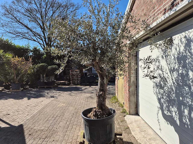 Olijfboom bonsai - olea europaea - 50 jaar oud - hoogte ca. 280 cm - afbeelding 2 van  5