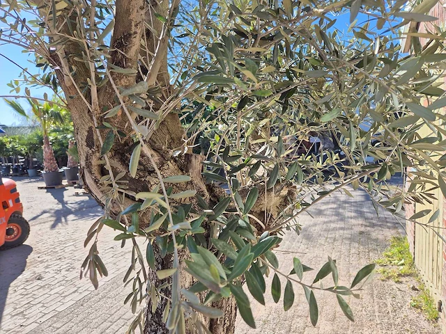 Olijfboom bonsai - olea europaea - 50 jaar oud - hoogte ca. 280 cm - afbeelding 3 van  5