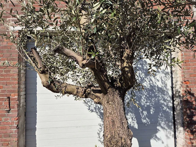 Olijfboom bonsai - olea europaea - 50 jaar oud - hoogte ca. 280 cm - afbeelding 4 van  5