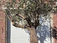 Olijfboom bonsai - olea europaea - 50 jaar oud - hoogte ca. 280 cm - afbeelding 4 van  5
