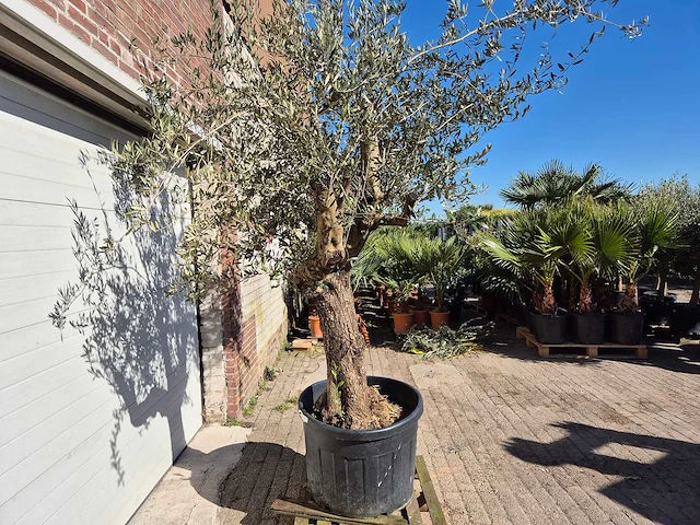 Olijfboom bonsai - olea europaea - 50 jaar oud - hoogte ca. 280 cm - afbeelding 5 van  5