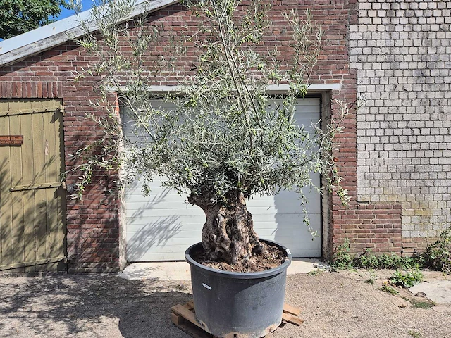 Olijfboom bonsai - olea europaea - 75 jaar oud - hoogte ca. 230 cm - afbeelding 1 van  5