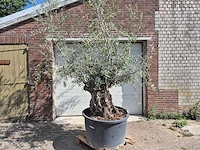 Olijfboom bonsai - olea europaea - 75 jaar oud - hoogte ca. 230 cm - afbeelding 1 van  5