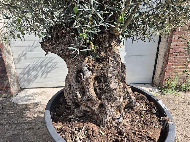 Olijfboom bonsai - olea europaea - 75 jaar oud - hoogte ca. 230 cm - afbeelding 2 van  5