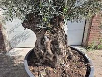 Olijfboom bonsai - olea europaea - 75 jaar oud - hoogte ca. 230 cm - afbeelding 2 van  5