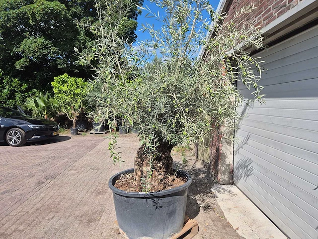 Olijfboom bonsai - olea europaea - 75 jaar oud - hoogte ca. 230 cm - afbeelding 3 van  5