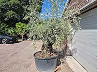Olijfboom bonsai - olea europaea - 75 jaar oud - hoogte ca. 230 cm - afbeelding 3 van  5
