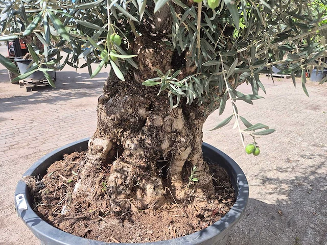 Olijfboom bonsai - olea europaea - 75 jaar oud - hoogte ca. 230 cm - afbeelding 4 van  5