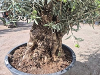 Olijfboom bonsai - olea europaea - 75 jaar oud - hoogte ca. 230 cm - afbeelding 4 van  5