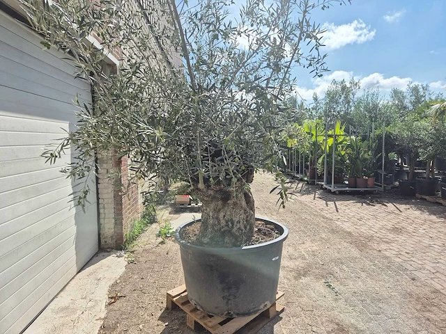Olijfboom bonsai - olea europaea - 75 jaar oud - hoogte ca. 230 cm - afbeelding 5 van  5