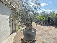 Olijfboom bonsai - olea europaea - 75 jaar oud - hoogte ca. 230 cm - afbeelding 5 van  5
