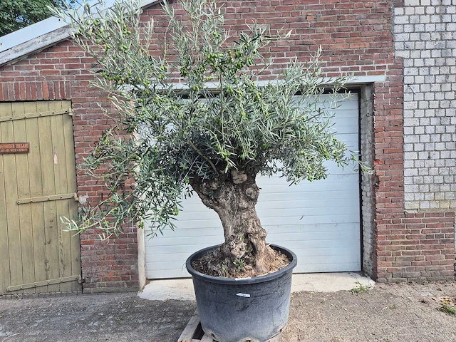 Olijfboom bonsai - olea europaea - 75 jaar oud - hoogte ca. 230 cm - afbeelding 1 van  7