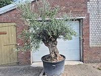 Olijfboom bonsai - olea europaea - 75 jaar oud - hoogte ca. 230 cm - afbeelding 1 van  7