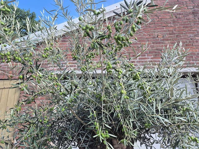 Olijfboom bonsai - olea europaea - 75 jaar oud - hoogte ca. 230 cm - afbeelding 2 van  7