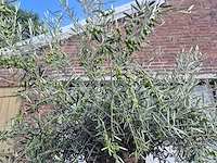 Olijfboom bonsai - olea europaea - 75 jaar oud - hoogte ca. 230 cm - afbeelding 2 van  7