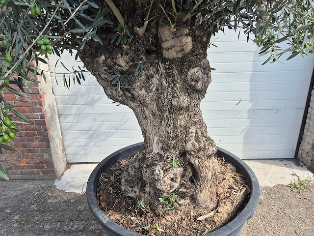 Olijfboom bonsai - olea europaea - 75 jaar oud - hoogte ca. 230 cm - afbeelding 3 van  7