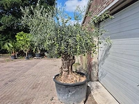 Olijfboom bonsai - olea europaea - 75 jaar oud - hoogte ca. 230 cm - afbeelding 4 van  7