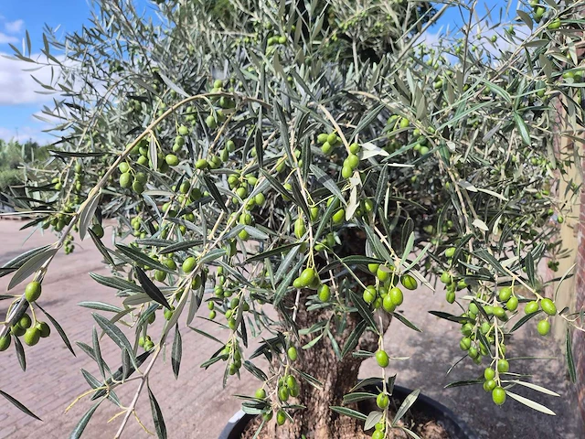Olijfboom bonsai - olea europaea - 75 jaar oud - hoogte ca. 230 cm - afbeelding 5 van  7
