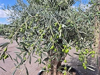 Olijfboom bonsai - olea europaea - 75 jaar oud - hoogte ca. 230 cm - afbeelding 5 van  7