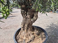 Olijfboom bonsai - olea europaea - 75 jaar oud - hoogte ca. 230 cm - afbeelding 6 van  7