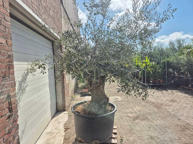 Olijfboom bonsai - olea europaea - 75 jaar oud - hoogte ca. 230 cm - afbeelding 7 van  7