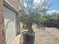 Olijfboom bonsai - olea europaea - 75 jaar oud - hoogte ca. 230 cm - afbeelding 7 van  7