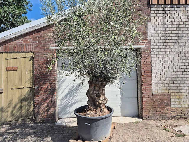 Olijfboom bonsai - olea europaea - 75 jaar oud - hoogte ca. 230 cm - afbeelding 1 van  6