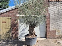 Olijfboom bonsai - olea europaea - 75 jaar oud - hoogte ca. 230 cm - afbeelding 1 van  6
