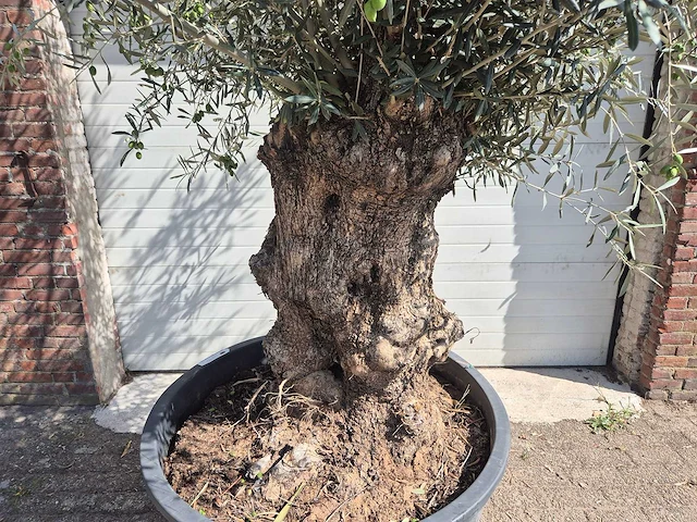 Olijfboom bonsai - olea europaea - 75 jaar oud - hoogte ca. 230 cm - afbeelding 2 van  6