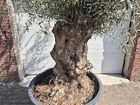 Olijfboom bonsai - olea europaea - 75 jaar oud - hoogte ca. 230 cm - afbeelding 2 van  6