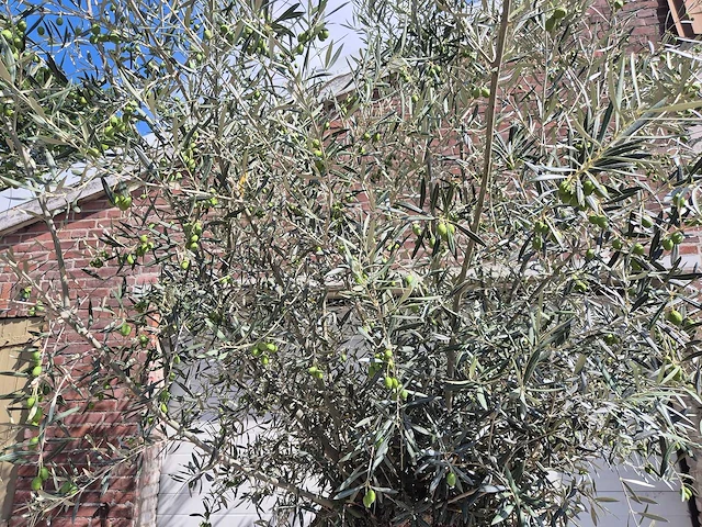 Olijfboom bonsai - olea europaea - 75 jaar oud - hoogte ca. 230 cm - afbeelding 3 van  6