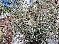 Olijfboom bonsai - olea europaea - 75 jaar oud - hoogte ca. 230 cm - afbeelding 3 van  6