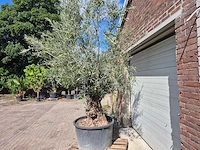Olijfboom bonsai - olea europaea - 75 jaar oud - hoogte ca. 230 cm - afbeelding 4 van  6
