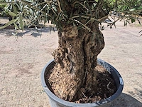 Olijfboom bonsai - olea europaea - 75 jaar oud - hoogte ca. 230 cm - afbeelding 5 van  6