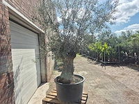 Olijfboom bonsai - olea europaea - 75 jaar oud - hoogte ca. 230 cm - afbeelding 6 van  6
