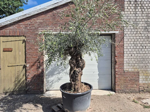 Olijfboom bonsai - olea europaea - 75 jaar oud - hoogte ca. 230 cm - afbeelding 1 van  9
