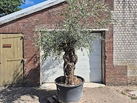 Olijfboom bonsai - olea europaea - 75 jaar oud - hoogte ca. 230 cm - afbeelding 1 van  9