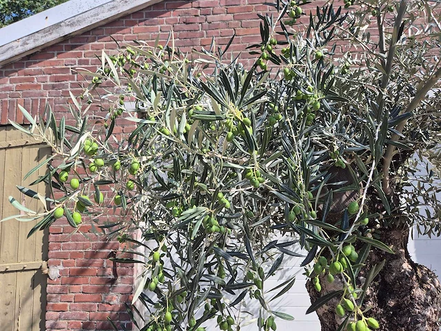 Olijfboom bonsai - olea europaea - 75 jaar oud - hoogte ca. 230 cm - afbeelding 2 van  9