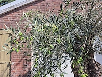 Olijfboom bonsai - olea europaea - 75 jaar oud - hoogte ca. 230 cm - afbeelding 2 van  9