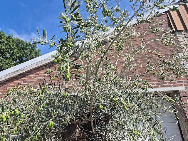 Olijfboom bonsai - olea europaea - 75 jaar oud - hoogte ca. 230 cm - afbeelding 3 van  9