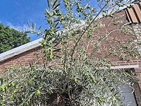 Olijfboom bonsai - olea europaea - 75 jaar oud - hoogte ca. 230 cm - afbeelding 3 van  9