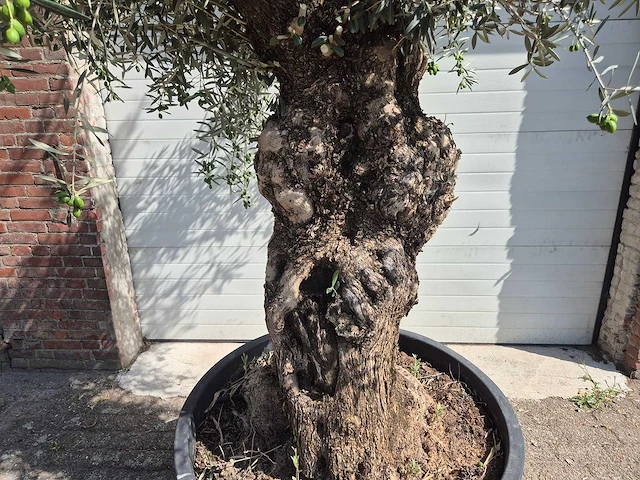 Olijfboom bonsai - olea europaea - 75 jaar oud - hoogte ca. 230 cm - afbeelding 4 van  9