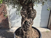 Olijfboom bonsai - olea europaea - 75 jaar oud - hoogte ca. 230 cm - afbeelding 4 van  9