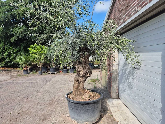 Olijfboom bonsai - olea europaea - 75 jaar oud - hoogte ca. 230 cm - afbeelding 5 van  9