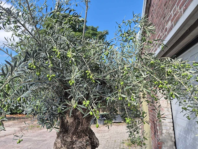 Olijfboom bonsai - olea europaea - 75 jaar oud - hoogte ca. 230 cm - afbeelding 6 van  9