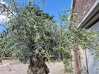 Olijfboom bonsai - olea europaea - 75 jaar oud - hoogte ca. 230 cm - afbeelding 6 van  9