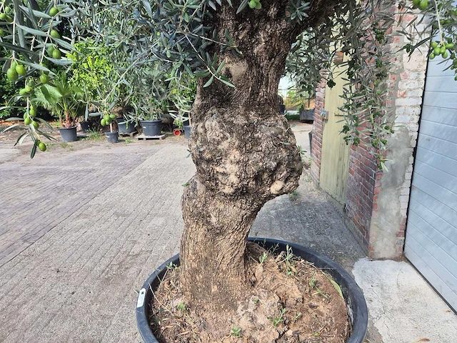 Olijfboom bonsai - olea europaea - 75 jaar oud - hoogte ca. 230 cm - afbeelding 7 van  9
