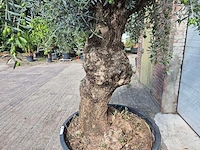 Olijfboom bonsai - olea europaea - 75 jaar oud - hoogte ca. 230 cm - afbeelding 7 van  9